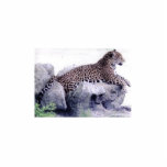 apenas poniendo alrededor esculturas fotográficas