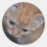 Apenas un gatito pegatinas  