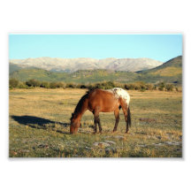 Appaloosa en las montañas rocosas impresion fotografica