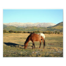Appaloosa en las montañas rocosas impresiones fotográficas