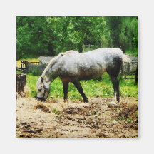 Appaloosa que come el heno imanes para frigoríficos