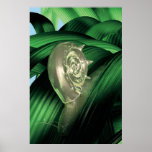 Apresuramiento del caracol impresiones