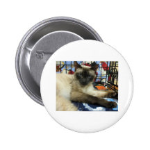 Aquí le está mirando pin