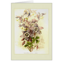 Aquilegia Felicitacion