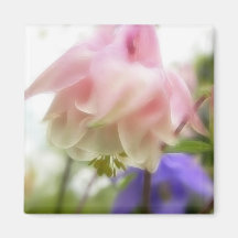 Aquilegia rosado rizado (Columbine) Imán Para Frigorífico