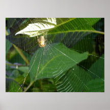 Araña 2 poster