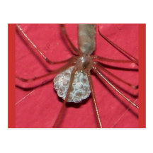 Araña con el saco del huevo postales
