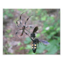 Araña de caza fotografías  