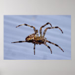 Araña de jardín grande que construye la tela poster