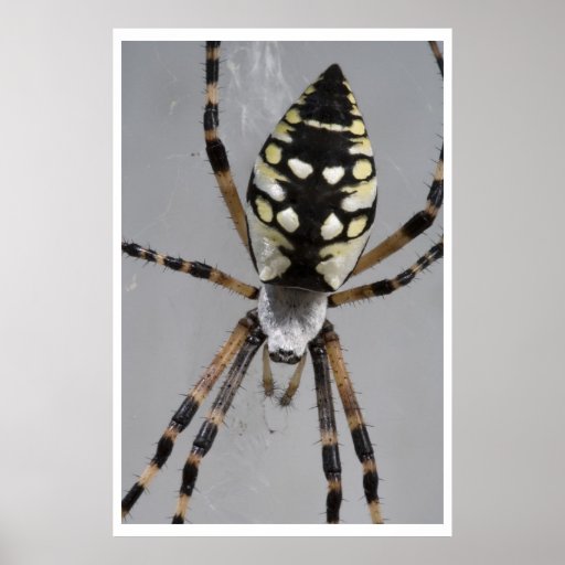 Araña de jardín negra y amarilla impresiones