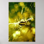 Araña de jardín posters