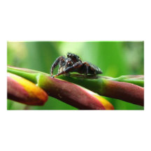 Araña de salto plantilla para tarjeta de foto
