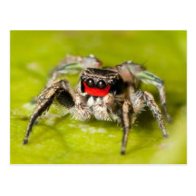 Araña de salto postal