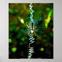 Araña del plátano del poster - Carolin del norte c