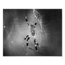 Araña del plátano en el Web - fotografía de B&W