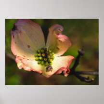 Araña en Flowerr Poster