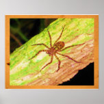 Araña Impresiones