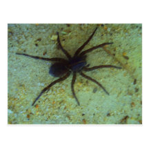 araña postales
