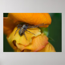 Araña Posters