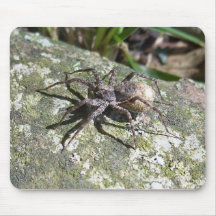 Araña Tapetes De Raton