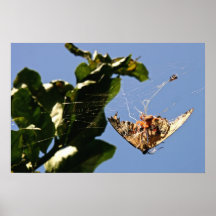Araña y mariposa impresiones