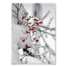 arándano rojo 5X7 embalado en hielo Fotografía
