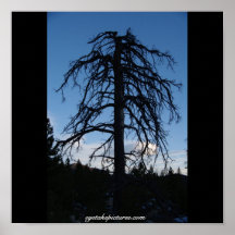 Árbol 1 de Colorado Impresiones