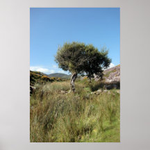 árbol aislado de la montaña impresiones
