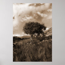 árbol aislado fuerte de la montaña en sepia posters