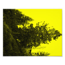 Árbol amarillo cojinete