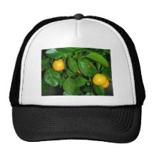 Árbol anaranjado gorros bordados