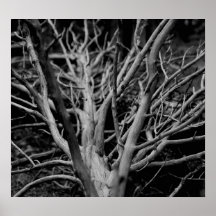 Árbol blanco y negro posters