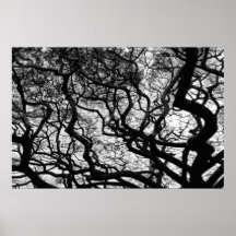 Árbol BW de la vaina de mono Poster