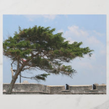 Árbol Castillo de San Marcos del fuerte de St Augu Tarjeton