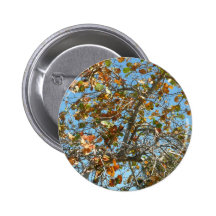 Árbol colorido del seagrape contra el cielo azul d pin