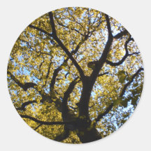 Árbol contra el cielo azul pegatina redonda