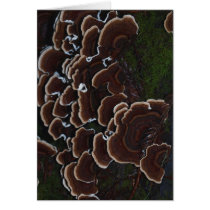 Árbol cubierto de musgo tarjetas