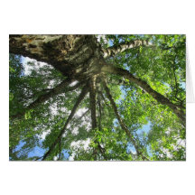 Árbol de abedul sueco felicitación