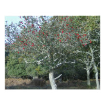 árbol de acebo en nuevo bosque anuncios  