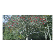 árbol de acebo en nuevo bosque tarjetas personales con fotos