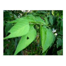 árbol de amor postal