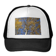 Árbol de Aspen que mira para arriba a través de la Gorra