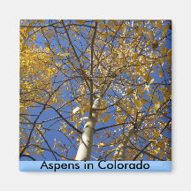 Árbol de Aspen que mira para arriba a través de la Iman Para Frigorífico