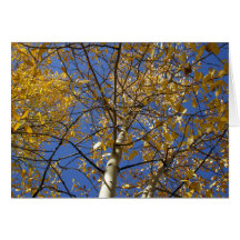 Árbol de Aspen que mira para arriba a través de la Felicitación
