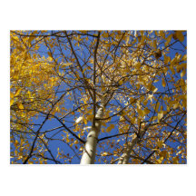 Árbol de Aspen que mira para arriba a través de la Postales