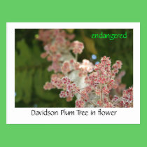 Árbol de ciruelo de Davidson en flor tarjetas postales