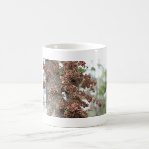 árbol de ciruelo de davidson en flor tazas