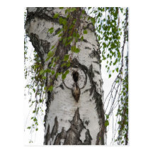 ÁRBOL DE CORTEZA TARJETAS POSTALES