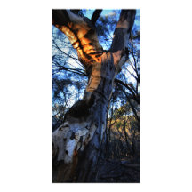 Árbol de goma australiano plantilla para tarjeta de foto