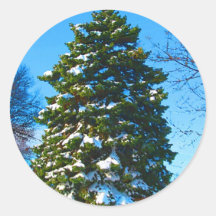 Árbol de hoja perenne en invierno etiqueta